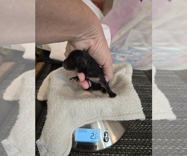 Medium Photo #12 Pomeranian Breeder Profile in MENIFEE, CA, USA