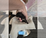 Small Photo #12 Pomeranian Breeder Profile in MENIFEE, CA, USA