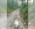 Small Photo #1 Pomeranian Breeder Profile in CHICAGO, IL, USA