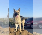 Small Photo #1 Golden Shepherd Breeder Profile in OCEANSIDE, CA, USA