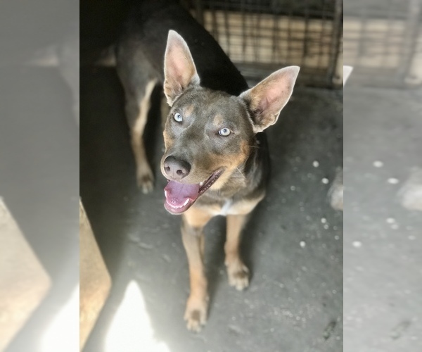 Medium Photo #3 Border Kelpie Breeder Profile in CAMAS, WA, USA