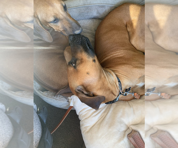 Medium Photo #4 Rhodesian Ridgeback Breeder Profile in RIVERSIDE, CA, USA