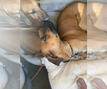 Small Photo #4 Rhodesian Ridgeback Breeder Profile in RIVERSIDE, CA, USA