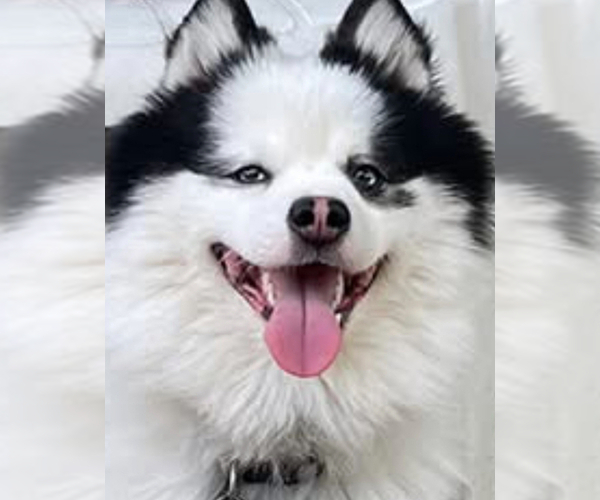Medium Photo #4 Pomsky Breeder Profile in NASHUA, NH, USA