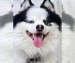 Small Photo #4 Pomsky Breeder Profile in NASHUA, NH, USA