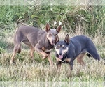 Small Photo #8 Australian Kelpie Breeder Profile in CAMAS, WA, USA
