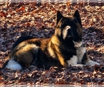 Small Photo #1 Akita Breeder Profile in STRAFFORD, MO, USA