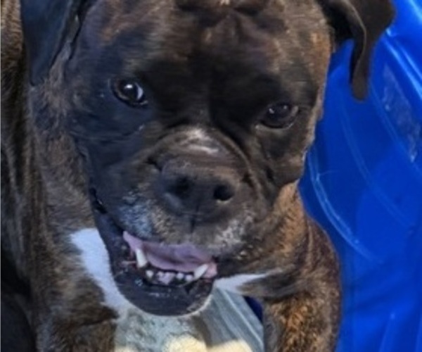 Medium Photo #8 Boxer Breeder Profile in LANSING, MI, USA