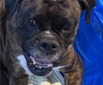 Small Photo #8 Boxer Breeder Profile in LANSING, MI, USA