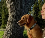 Small Photo #4 Golden Retriever Breeder Profile in SHINGLE SPRINGS, CA, USA