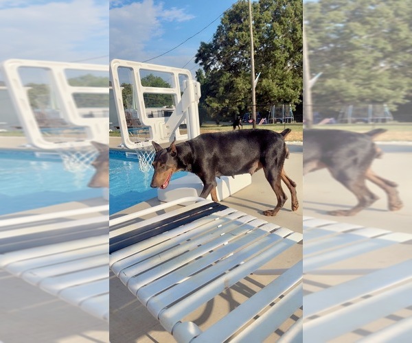 Medium Photo #2 Doberman Pinscher Breeder Profile in HAW RIVER, NC, USA