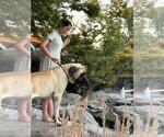 Small Photo #3 Mastiff Breeder Profile in ATWATER, CA, USA