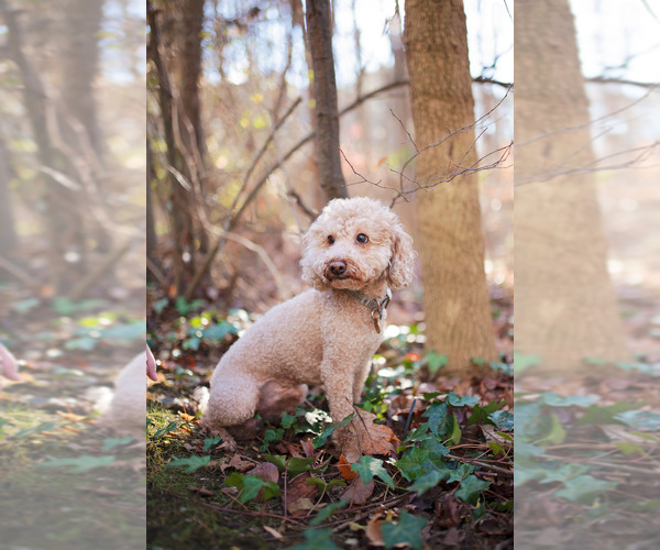 Medium Photo #1 Sheepadoodle Breeder Profile in STALEY, NC, USA