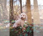 Small Photo #1 Sheepadoodle Breeder Profile in STALEY, NC, USA