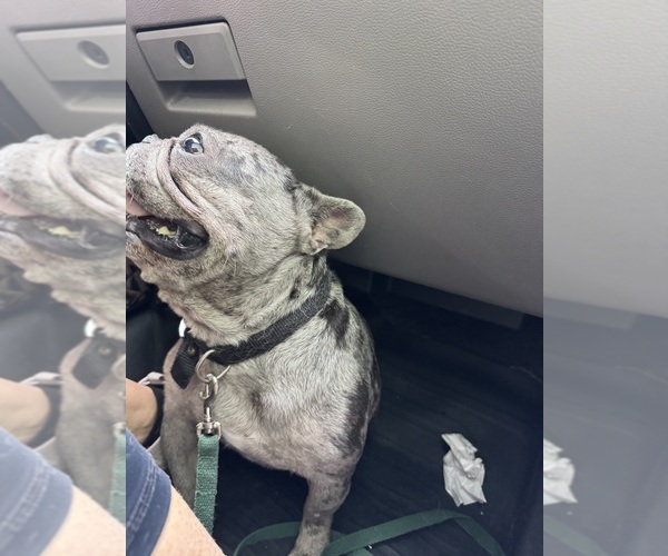 Medium Photo #2 French Bulldog Breeder Profile in LEHIGH ACRES, FL, USA