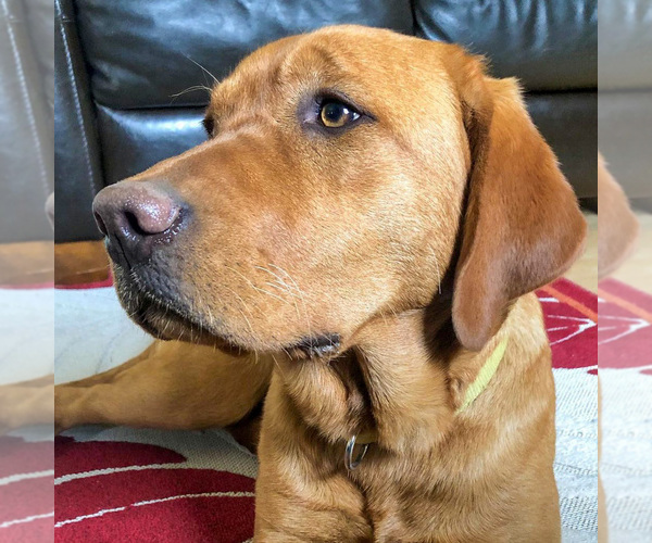 Medium Photo #6 Labrador Retriever Breeder Profile in BLUFF DALE, TX, USA