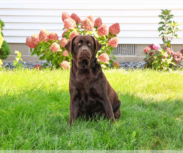 Medium Photo #1 Labrador Retriever Breeder Profile in SYRACUSE, IN, USA