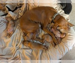 Small Photo #1 Vizsla Breeder Profile in LOS GATOS, CA, USA