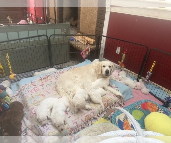 Medium Photo #5 English Cream Golden Retriever Breeder Profile in MEDFORD TOWNSHIP, NJ, USA