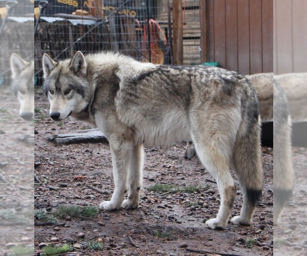 Medium Photo #1 Wolf Hybrid Breeder Profile in SAINT IGNATIUS, MT, USA