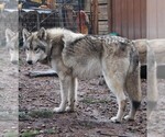 Small Photo #1 Wolf Hybrid Breeder Profile in SAINT IGNATIUS, MT, USA