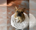 Small Photo #4 Faux Frenchbo Bulldog Breeder Profile in HOODSPORT, WA, USA