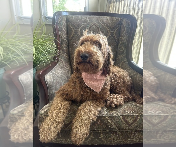 Medium Photo #1 Goldendoodle (Miniature) Breeder Profile in GR BLANC, MI, USA
