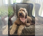 Small Photo #2 Goldendoodle (Miniature) Breeder Profile in GR BLANC, MI, USA