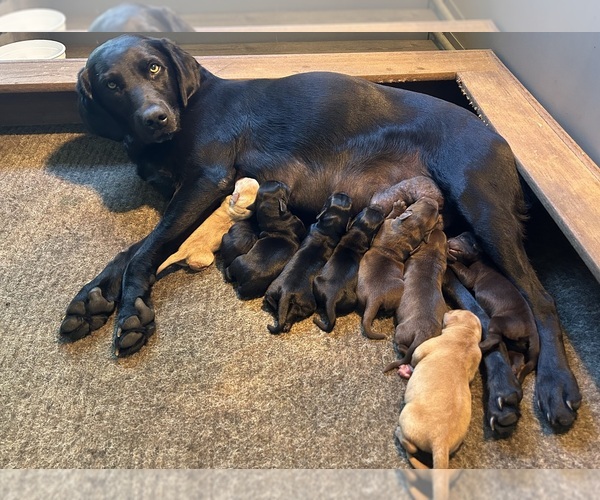 Medium Photo #15 Labrador Retriever Breeder Profile in FREDERICKSBG, OH, USA