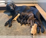 Small Photo #15 Labrador Retriever Breeder Profile in FREDERICKSBG, OH, USA