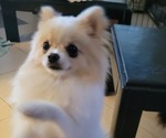 Small Photo #2 Pomeranian Breeder Profile in MENIFEE, CA, USA