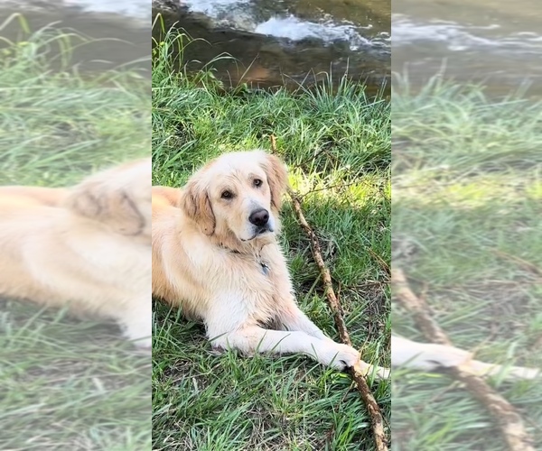 Medium Photo #1 Golden Retriever Breeder Profile in CLOVERDALE, CA, USA