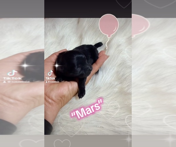 Medium Photo #6 Pomeranian Breeder Profile in JOLIET, IL, USA