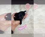 Small Photo #6 Pomeranian Breeder Profile in JOLIET, IL, USA