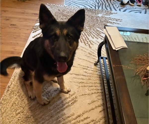 Medium Photo #1 German Shepherd Dog Breeder Profile in SEAGROVE, NC, USA