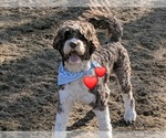 Small Photo #1 Portuguese Water Dog Breeder Profile in DES MOINES, IA, USA