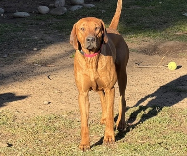Medium Photo #1 Labrador Retriever-Rhodesian Ridgeback Mix Breeder Profile in FRESNO, CA, USA