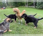Small Photo #4 German Shepherd Dog Breeder Profile in PERKINSVILLE, VT, USA