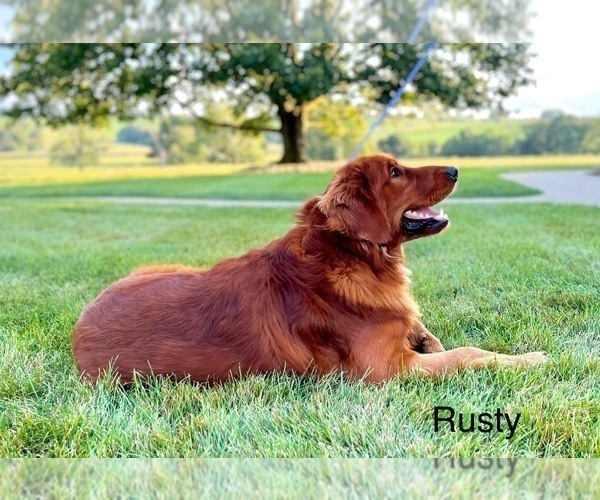 Medium Photo #3 Golden Retriever Breeder Profile in FREDERICKSBG, OH, USA