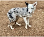 Small Photo #5 Border Kelpie Breeder Profile in CAMAS, WA, USA