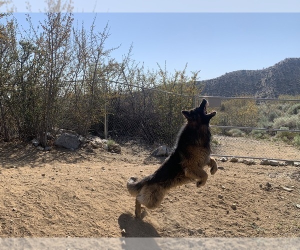 Medium Photo #12 German Shepherd Dog Breeder Profile in PINON HILLS, CA, USA