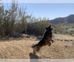 Small Photo #12 German Shepherd Dog Breeder Profile in PINON HILLS, CA, USA
