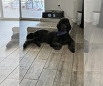 Small Photo #5 Goldendoodle Breeder Profile in GIBSONTON, FL, USA