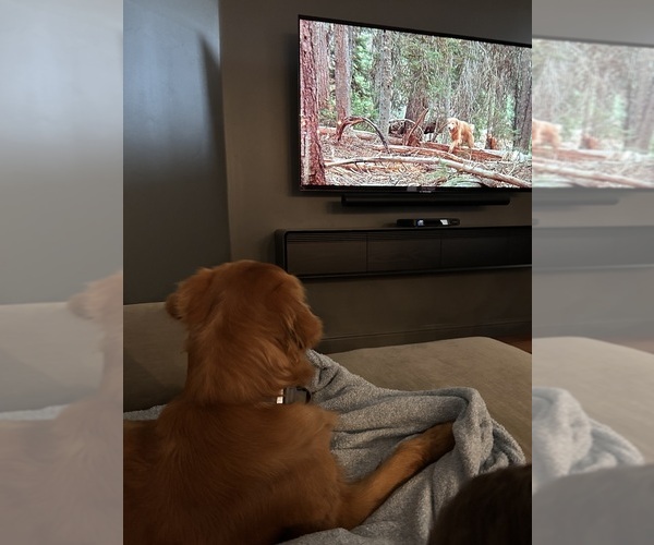 Medium Photo #3 Golden Retriever Breeder Profile in SHINGLE SPRINGS, CA, USA