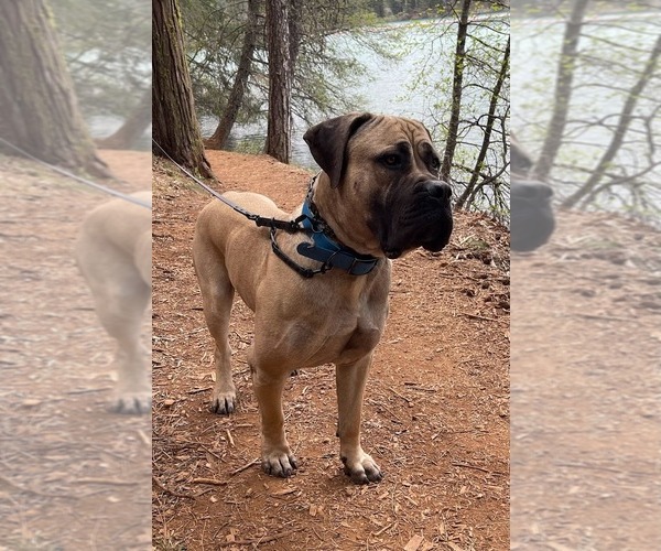 Medium Photo #1 Boerboel Breeder Profile in WARREN, MI, USA