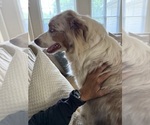 Small Photo #5 Australian Shepherd Breeder Profile in GREER, SC, USA