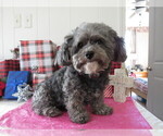 Small Photo #4 Shih-Poo Breeder Profile in DONGOLA, IL, USA