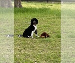 Small Photo #7 Portuguese Water Dog Breeder Profile in BAYTOWN, TX, USA