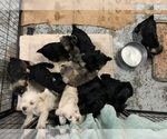 Small Photo #2 Schnauzer (Miniature) Breeder Profile in MURFREESBORO, TN, USA