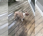 Small Photo #3 Boston Terrier Breeder Profile in HOWELL, NJ, USA